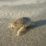 Pesquisadores investigam ‘sumiço’ dos tatuís na costa brasileira