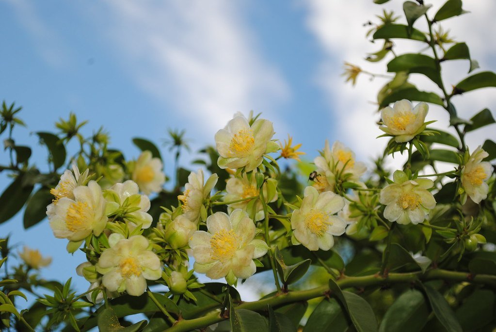 Anvisa proíbe suplementos alimentares com ora-pro-nóbis