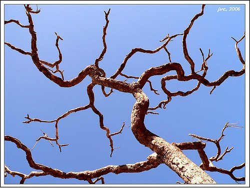 Aves beijoqueiras estão ameaçadas no Cerrado, diz pesquisador Aves beijoqueiras estão ameaçadas no Cerrado, diz pesquisador